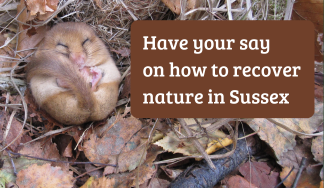 Have your say on the draft LNRS: Residents, groups and organisations webinar